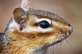 Chipmunk Closeup_53108